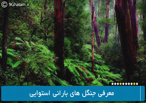 معرفی جنگل های بارانی استوایی